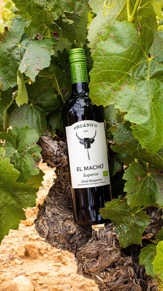 El Macho Orgánico est un vin rouge espagnol